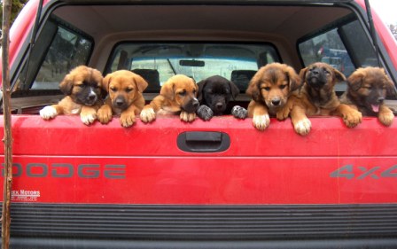 puppies
